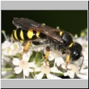 Crabro cribrarius - Grabwespe w05 14mm.jpg